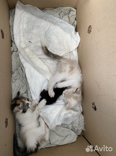 Котята в добрые руки