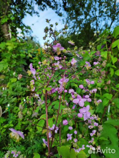 Многолетние цветы для дачи,сада