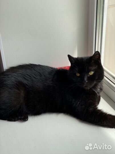 Кот в добрые руки