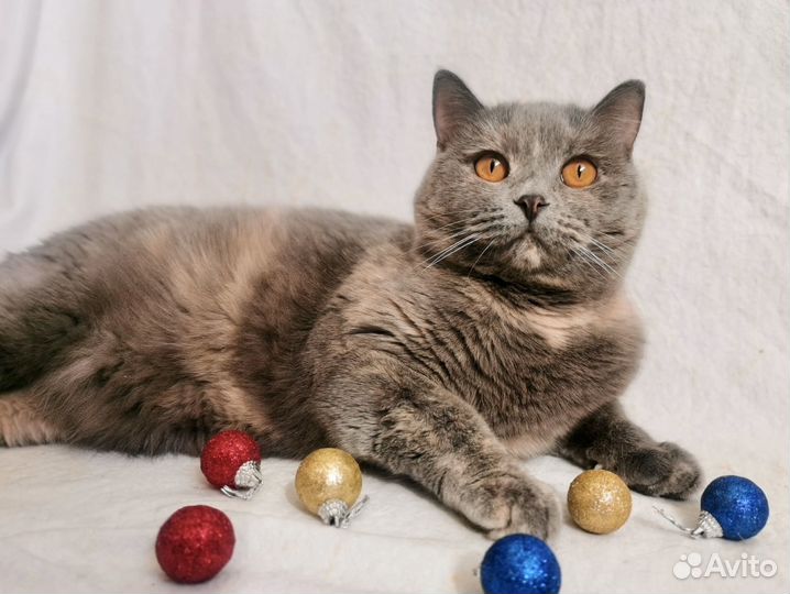 Британская кошка