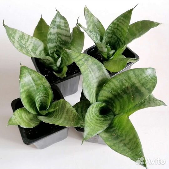 Сансевиерия Ханни