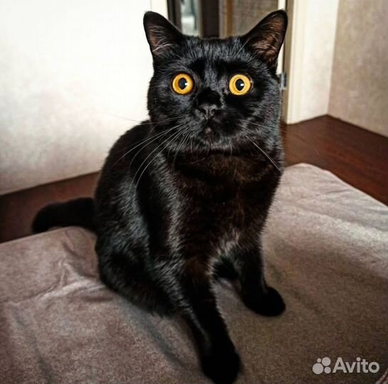 Шотландский прямоухий кот