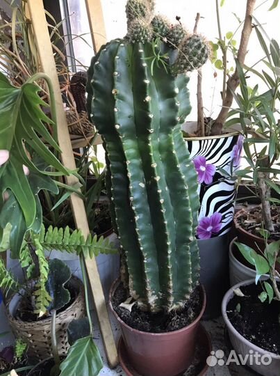 Кактус и его детки