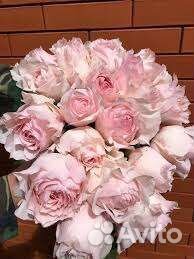 Розы Япония 13 сортов