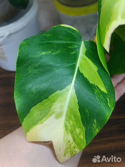 Монстера yellow желтая