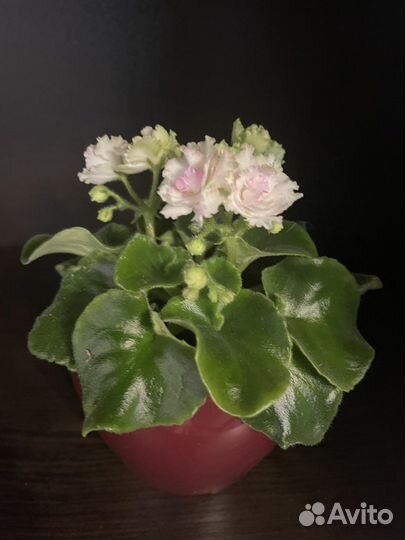 Сортовые фиалки мини