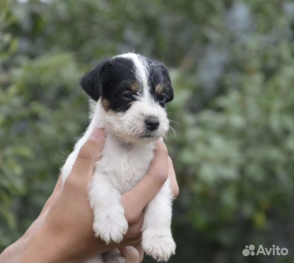 Парсон рассел терьер