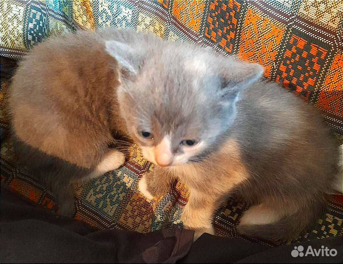Кошки в добрые руки бесплатно
