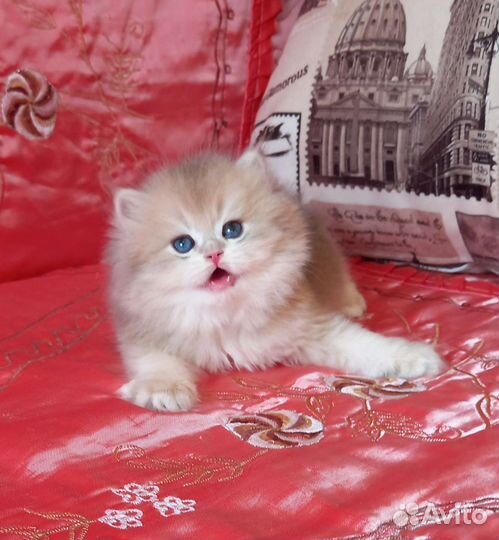 Голубая золотая шиншиллочка