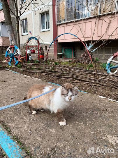 Кот на вязку шотландский вислоухий