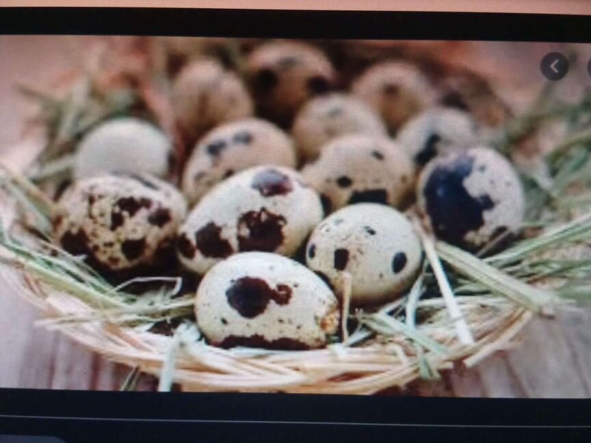 Яйца перепелиные, тушка, цыплята