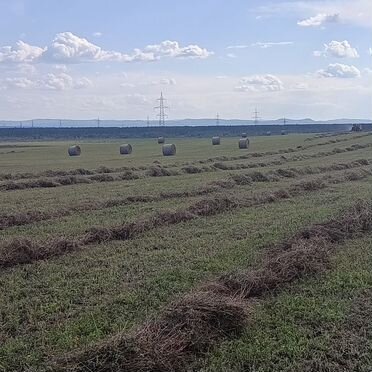 Сено в рулонах