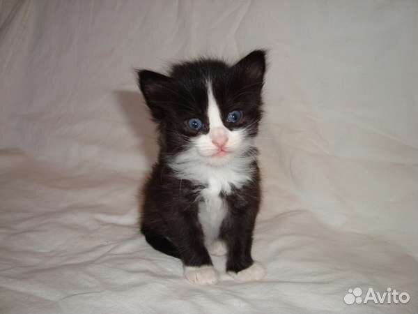 Котята в дар