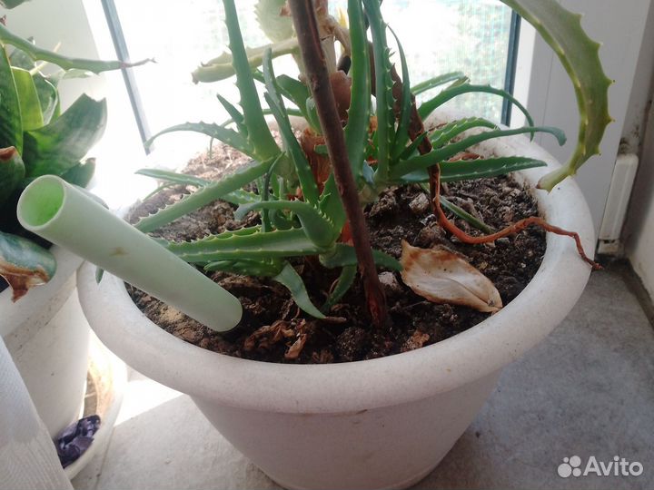 Алое лечебный