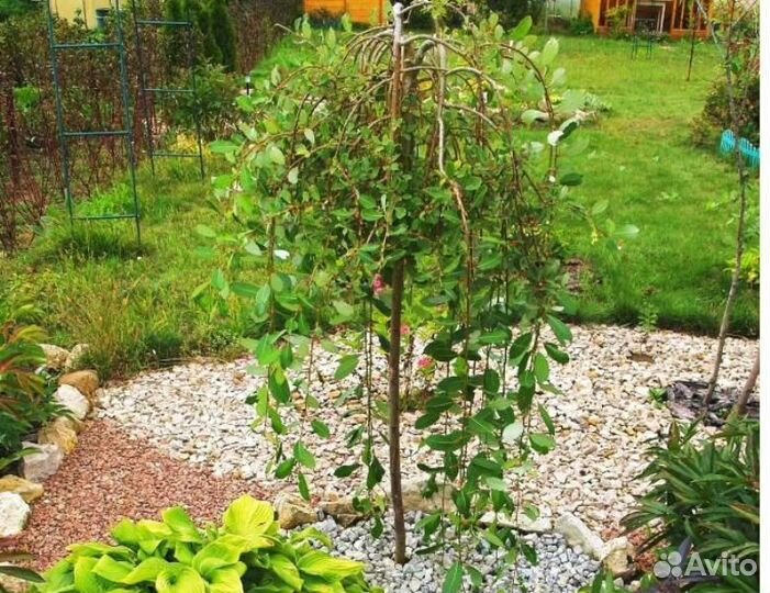 Ива Килмарнок Пендула