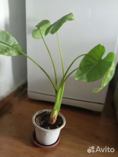 Алоказия вариегатная