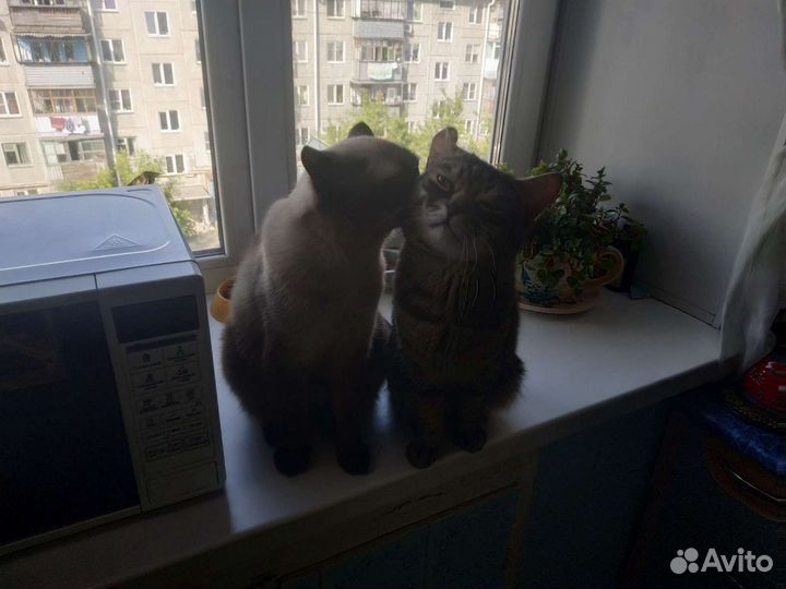Отдадим в добрые руки