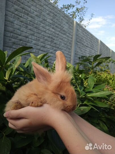 Декоративные кролики