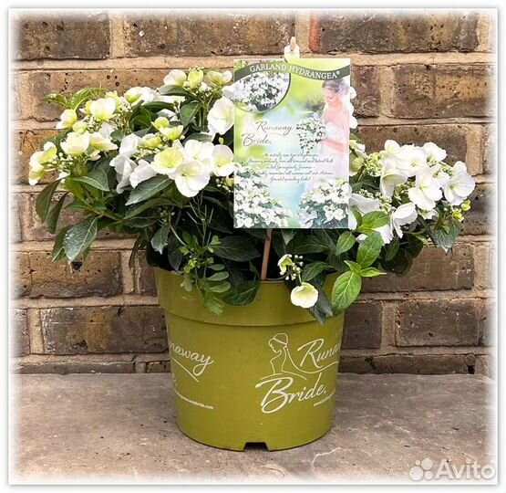 Гортензия сбежавшая невеста, френч болеро блю