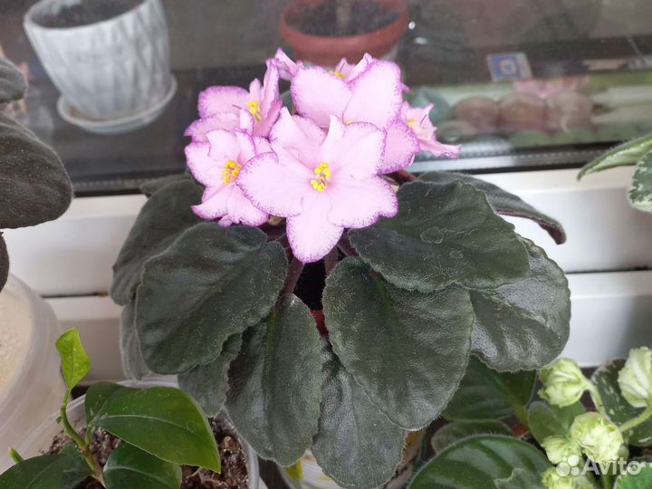 Фиалки продажа