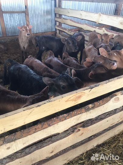 Телята бычки тёлки/ Доставка бесплатно
