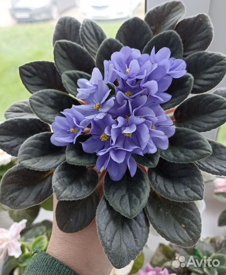 Сортовые фиалки