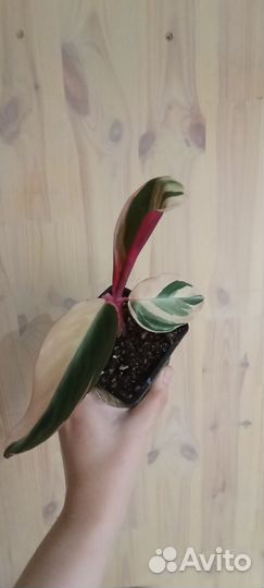 Строманта триколор