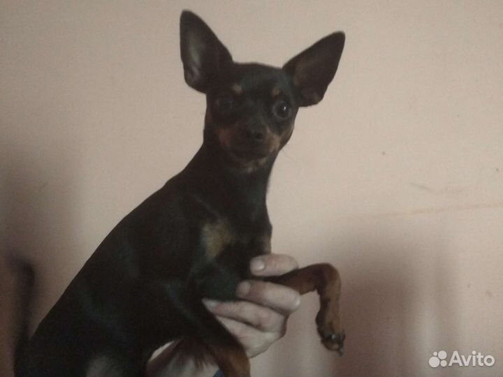 Животные вязка