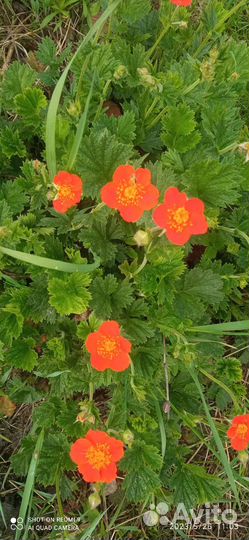 Многолетние цветы для сада