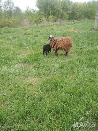 Овцы бараны ягнята