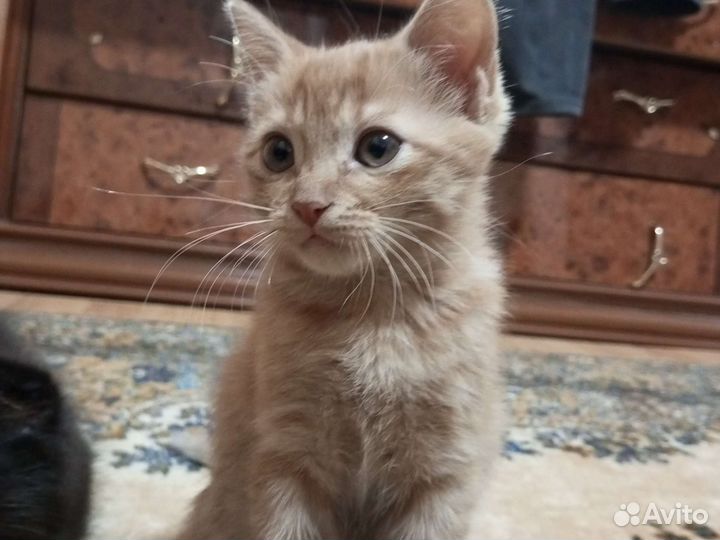 Кошка в дар бесплатно