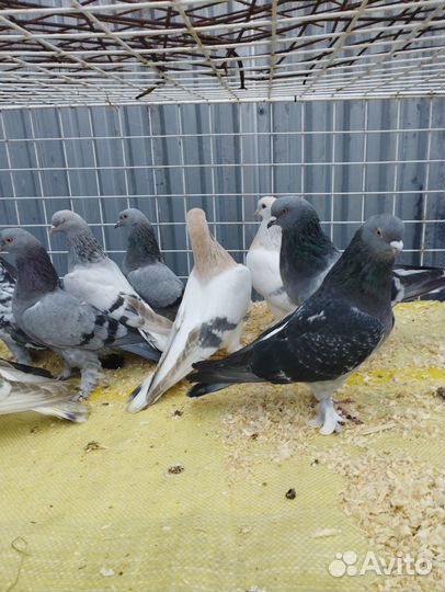 Сороки Чернохвостые, Турецкая Такла