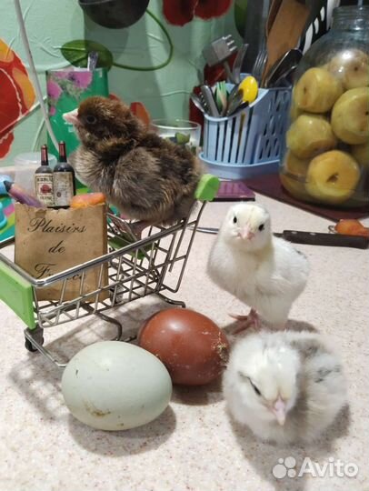 Цыплята от породистых курочек