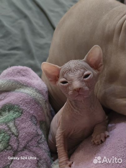 Канадский сфинкс котенок