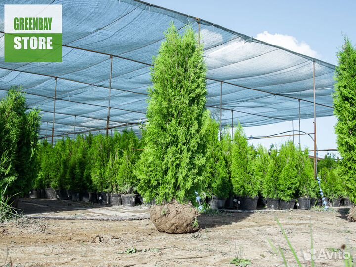 Туи колумна 180 см свежая копка 2023