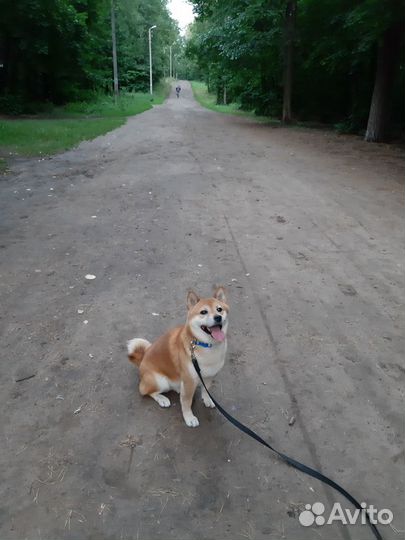 Передержка собак. Профессиональная зооняня