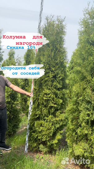 Колумна от 1.5-4+