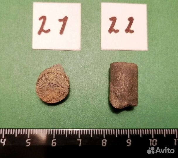 Палеонтология окаменелость Стебли морских лилий