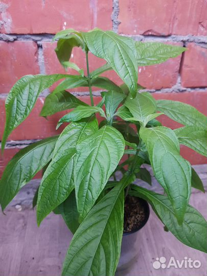 Пахистахис