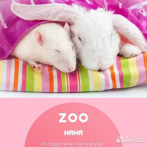 Передержка животных гостиница зооняня