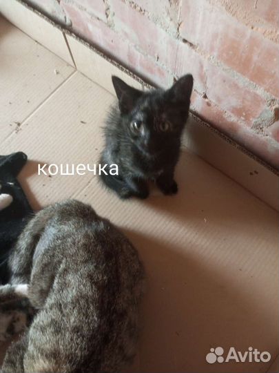 Отдам котят в хорошие руки