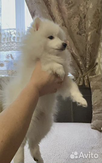 Японский шпиц щенки