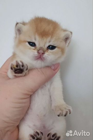 Британские золотые малыши