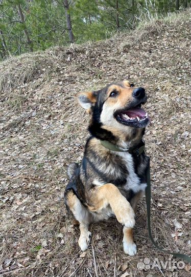 Найдена собака