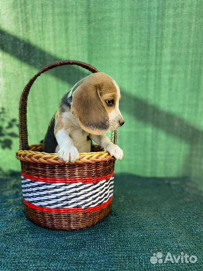 Щенки бигль