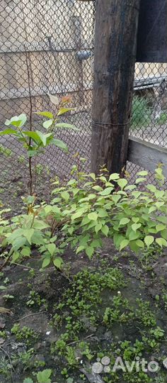 Саженцы абрикоса