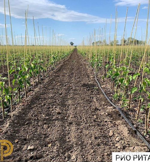 Колышки для растений, парников 8 мм