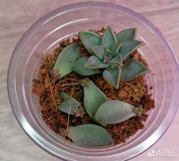 Суккуленты разные