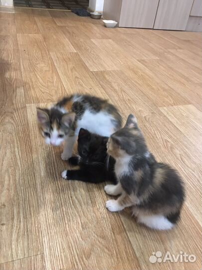 Котята в добрые руки бесплатно