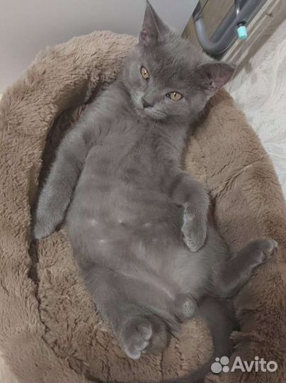 Продаю котёнка британца